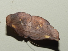 Xenomusa metallica