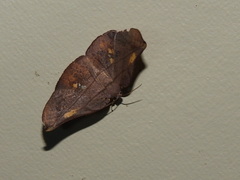 Xenomusa metallica
