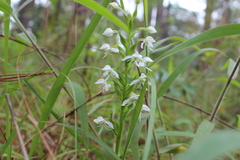 Habenaria cuevasiana