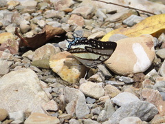Polyura eudamippus formosana
