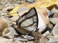 Polyura eudamippus formosana
