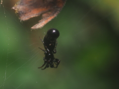 Cyclosa bulla