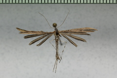 Oidaematophorus