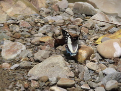Polyura eudamippus formosana