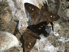 Seseria formosana