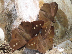 Seseria formosana