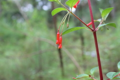 Fuchsia cylindracea