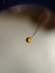 Cribraria microcarpa