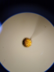 Cribraria microcarpa