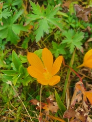 Crocus scharojanii