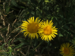 Pentanema britannica