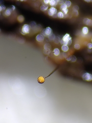 Cribraria microcarpa