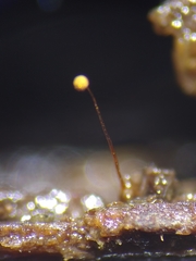 Cribraria microcarpa