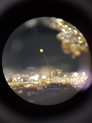 Cribraria microcarpa