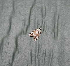 Thallarcha staurocola