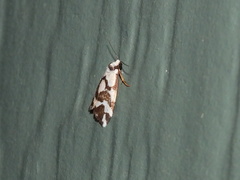 Thallarcha staurocola