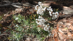 Acrothamnus melaleucoides