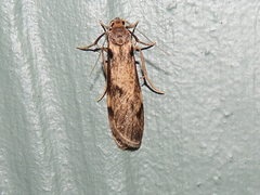 Graphosia stenopepla
