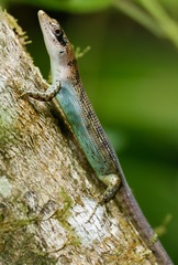 Emoia samoensis