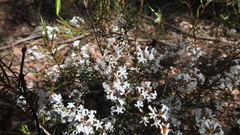 Acrothamnus melaleucoides