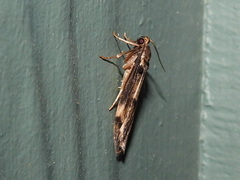 Graphosia stenopepla