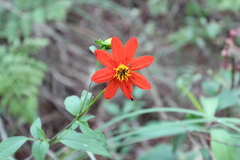 Dahlia coccinea