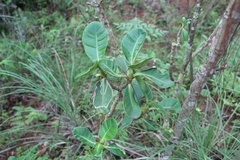 Clusia salvinii