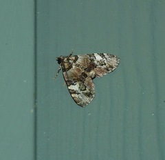 Heterochasta lasioplaca