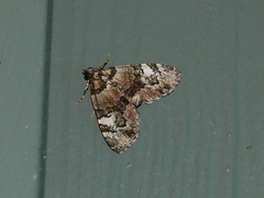 Heterochasta lasioplaca