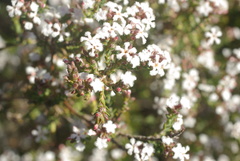 Leucopogon polymorphus