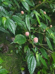 Lecanthus peduncularis