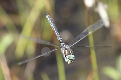 Aeshna juncea
