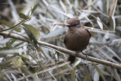 Pyrocephalus rubinus obscurus