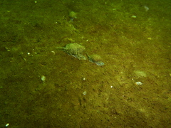 Tritia reticulata