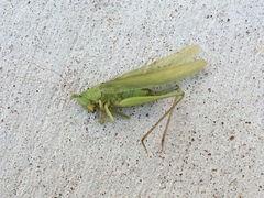 Neoconocephalus robustus