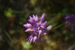 Sowerbaea laxiflora
