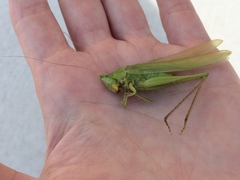 Neoconocephalus robustus