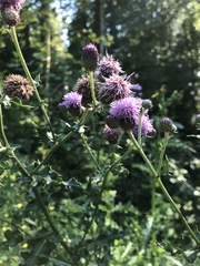 Cirsium arvense