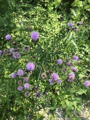 Cirsium arvense
