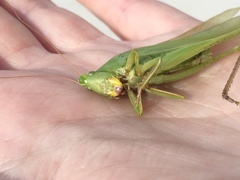 Neoconocephalus robustus