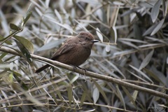 Pyrocephalus rubinus obscurus