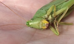 Neoconocephalus robustus