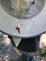 Araneus diadematus