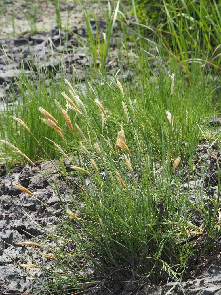 Chloris formosana (Chloris formosana)