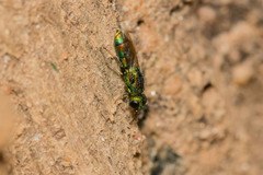 Trichrysis
