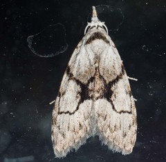 Nola delograpta