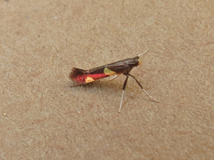 Caloptilia cornusella