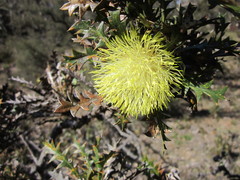 Banksia armata