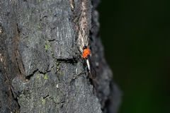 Campyloneurus