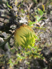 Banksia armata